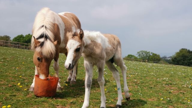 First foal of 2020 captured on film