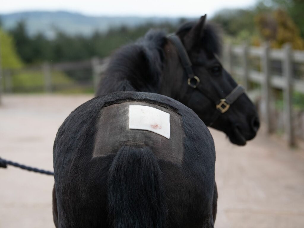 Horse with surgery patch