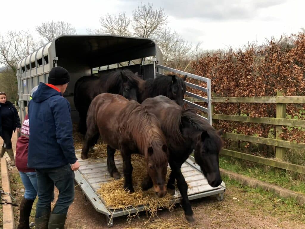 Horses being unloaded off trailer