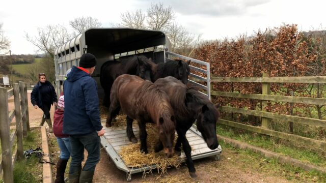 Horses being unloaded off trailer