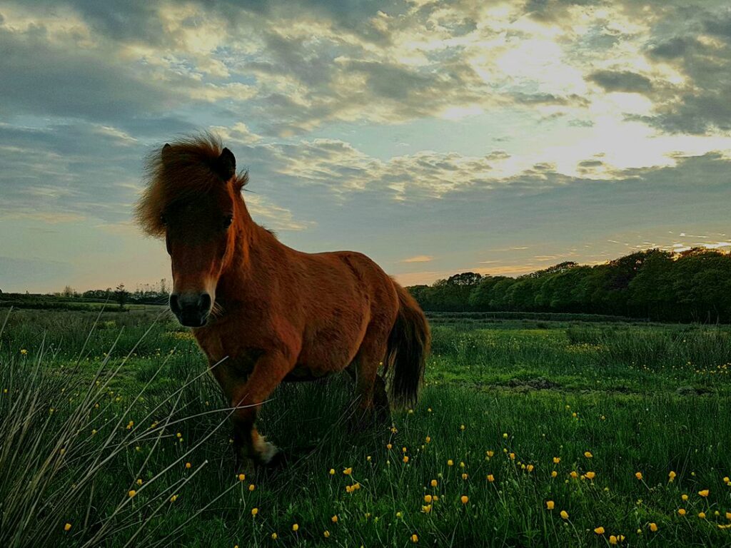 Pony in the sunset