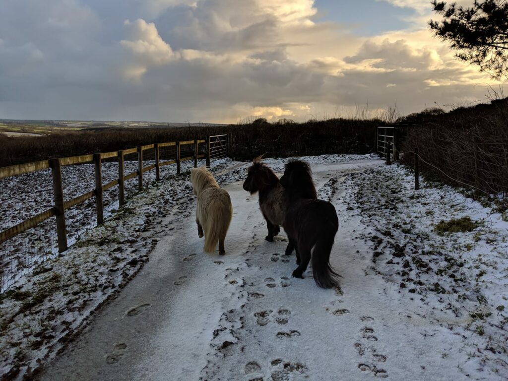 Shetlands in the snow
