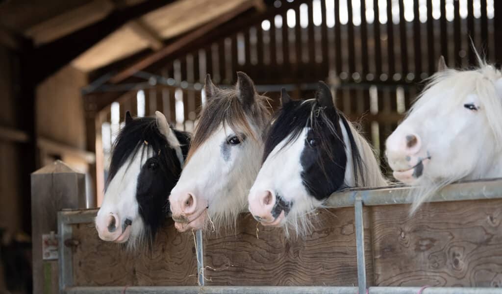 Four horses peering over gate