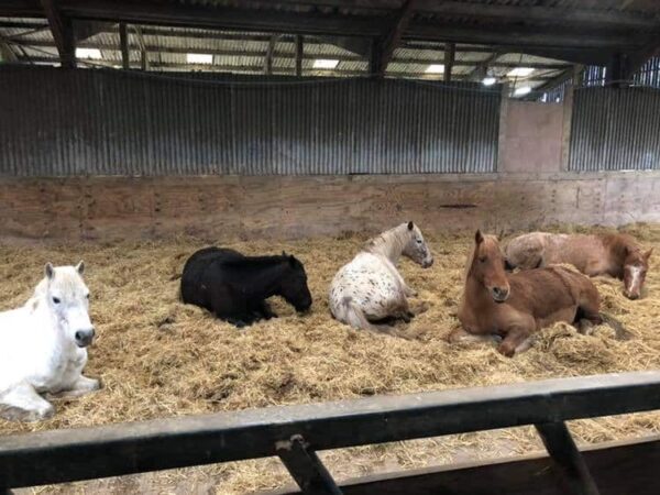 Horses laying in the barn