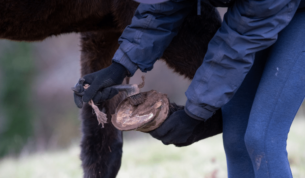 Horse getting hooves picked