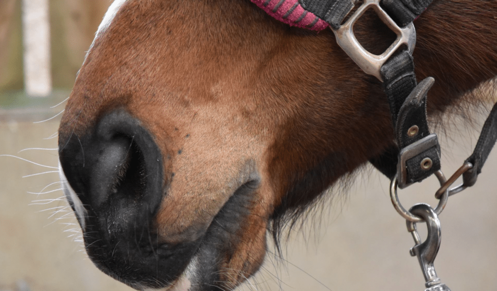 horses mouth and nose