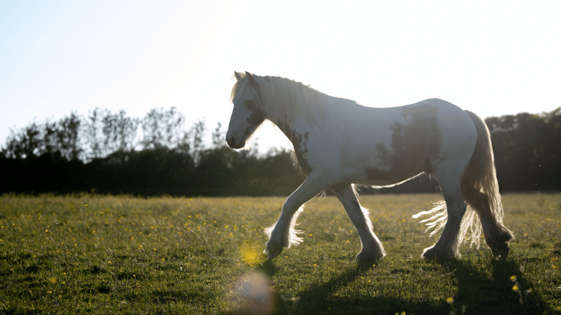 white horse cantering