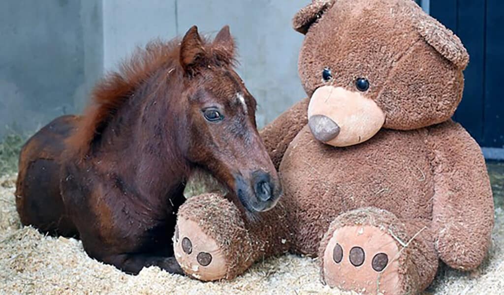 Horse snuggling up to teddy bear