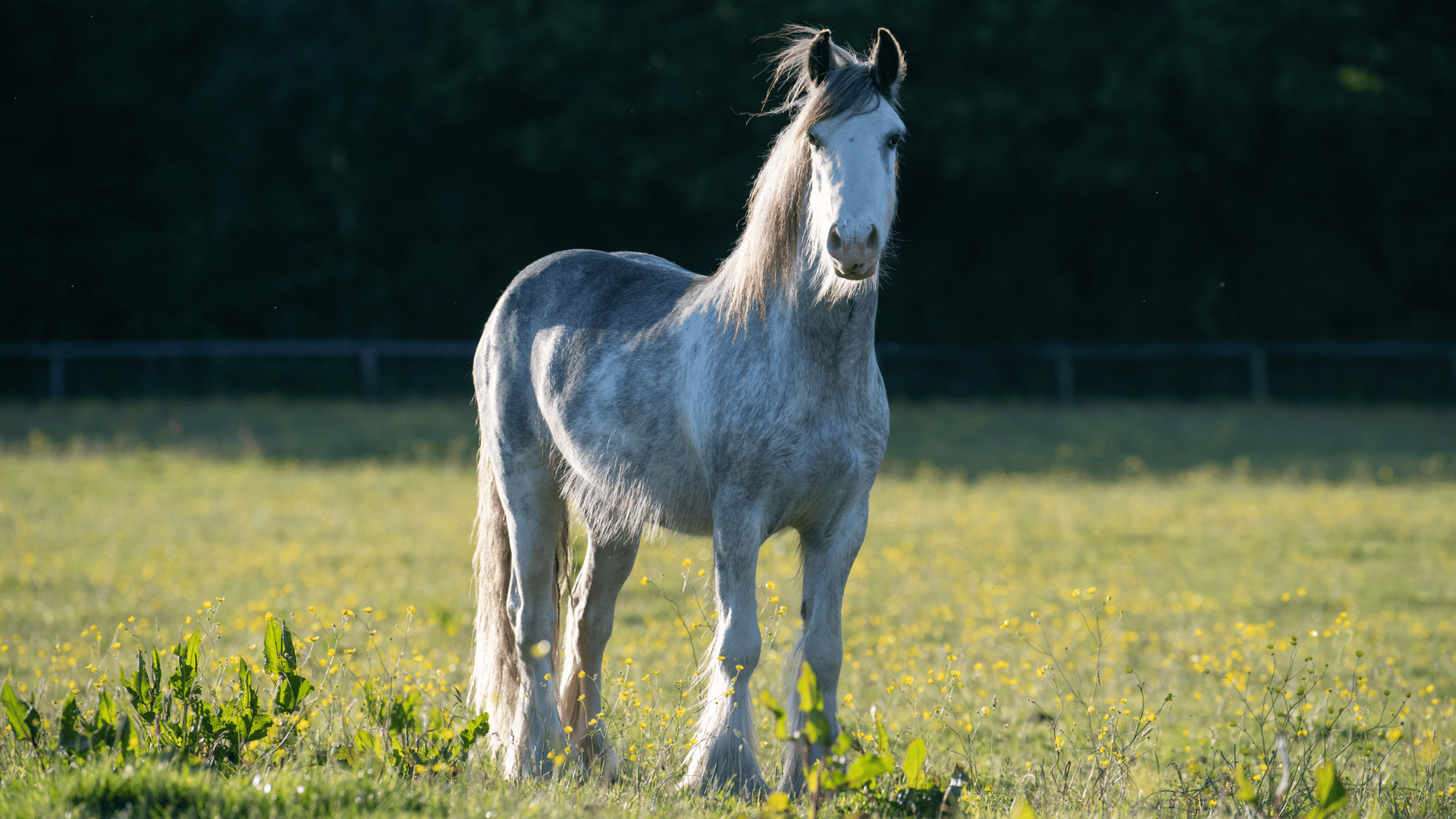 White/ grey horse