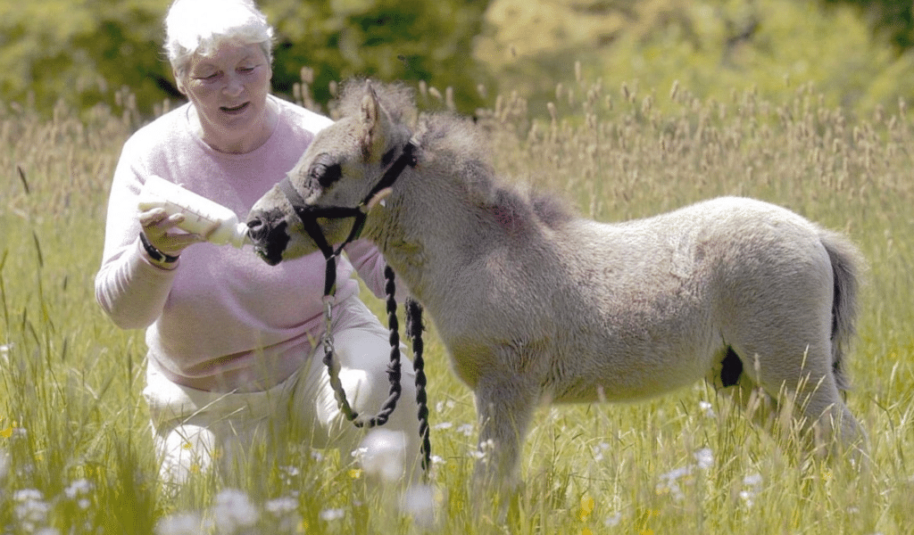Rosemary Kind feeding a horse