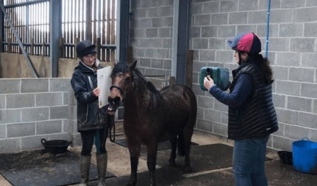 horse getting xray training