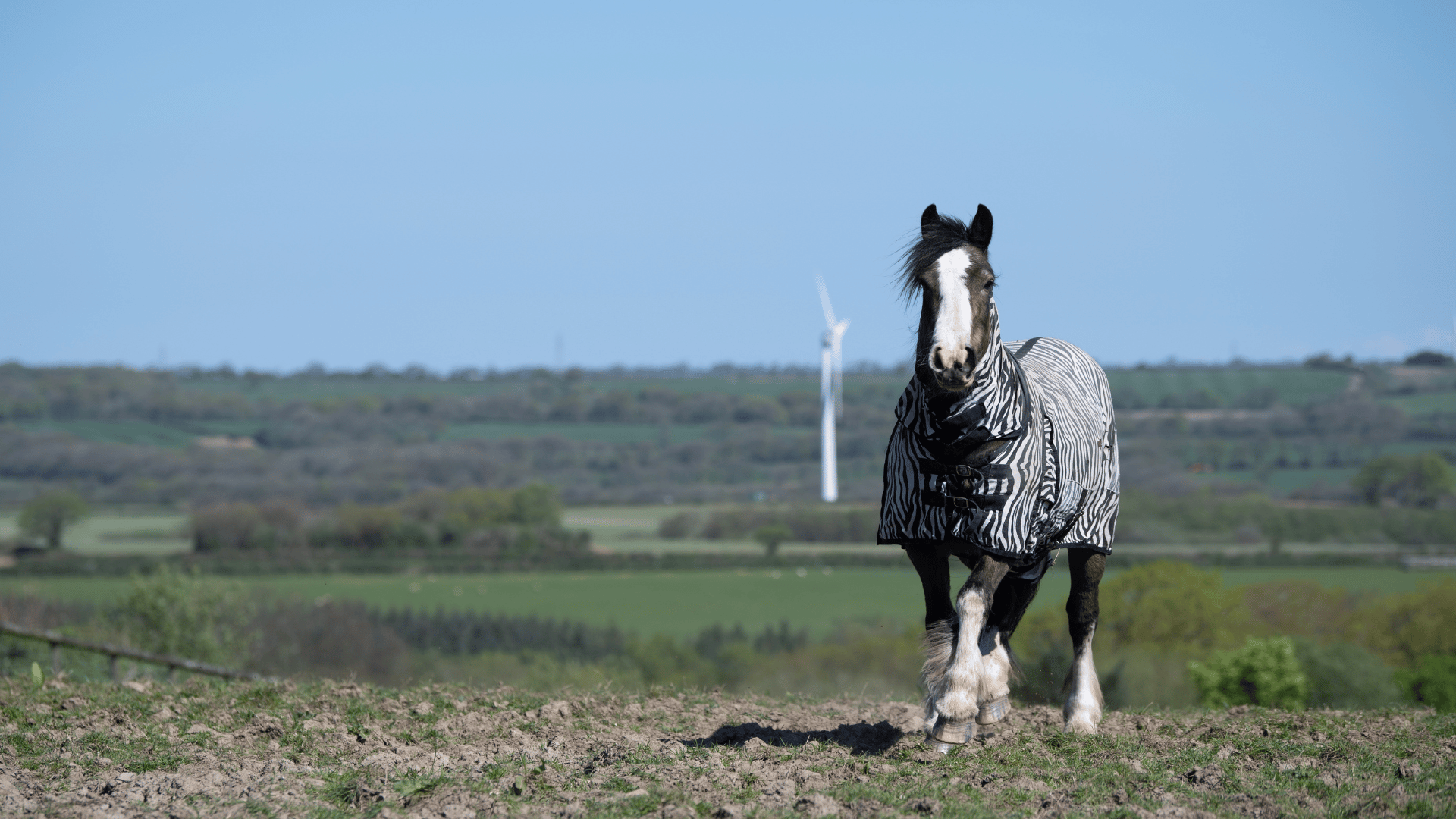 Black and white horse with a zebra print coat on