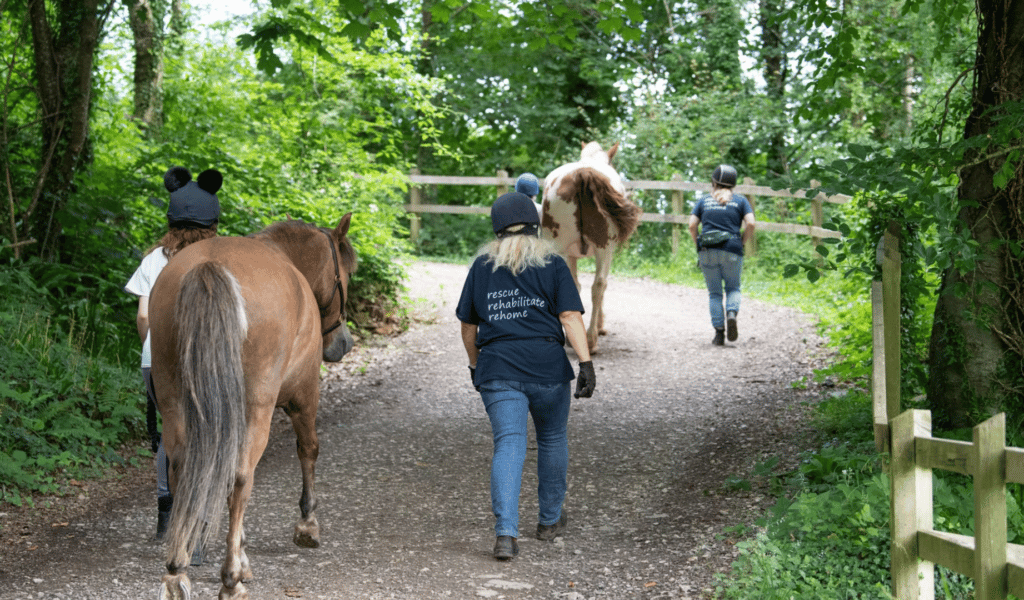 Horse with volunteers