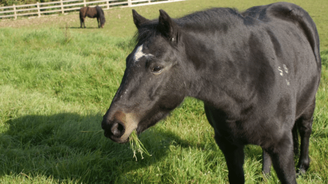 Black horse eating some grass