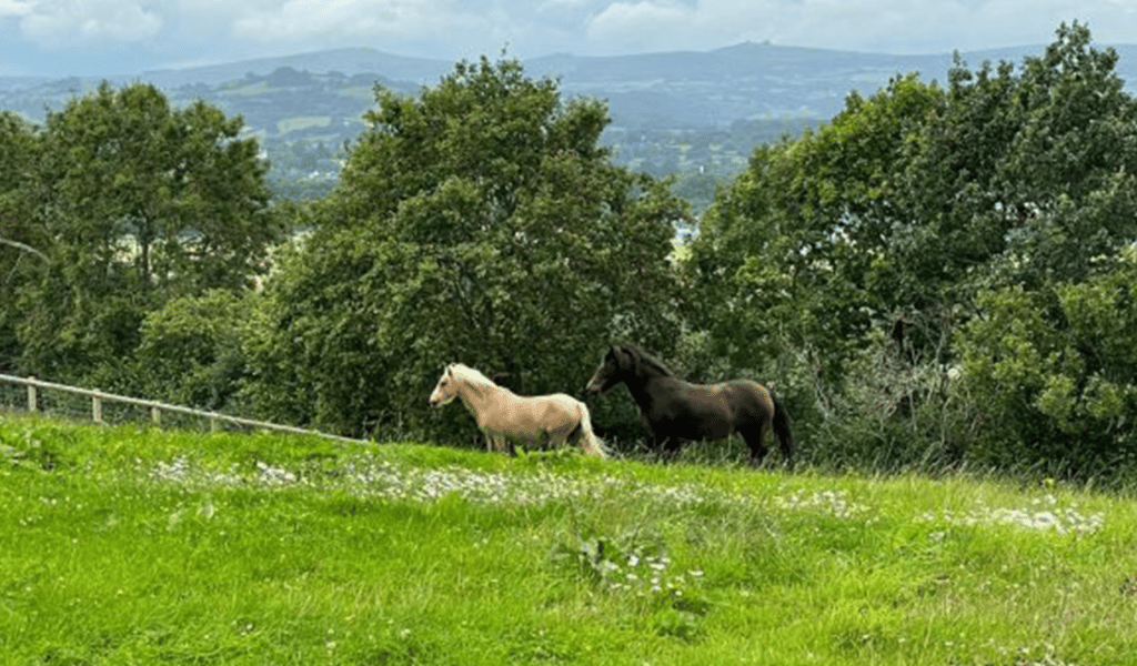 Two horses together in field