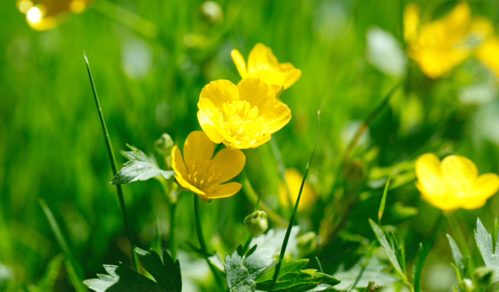 Buttercup in grass