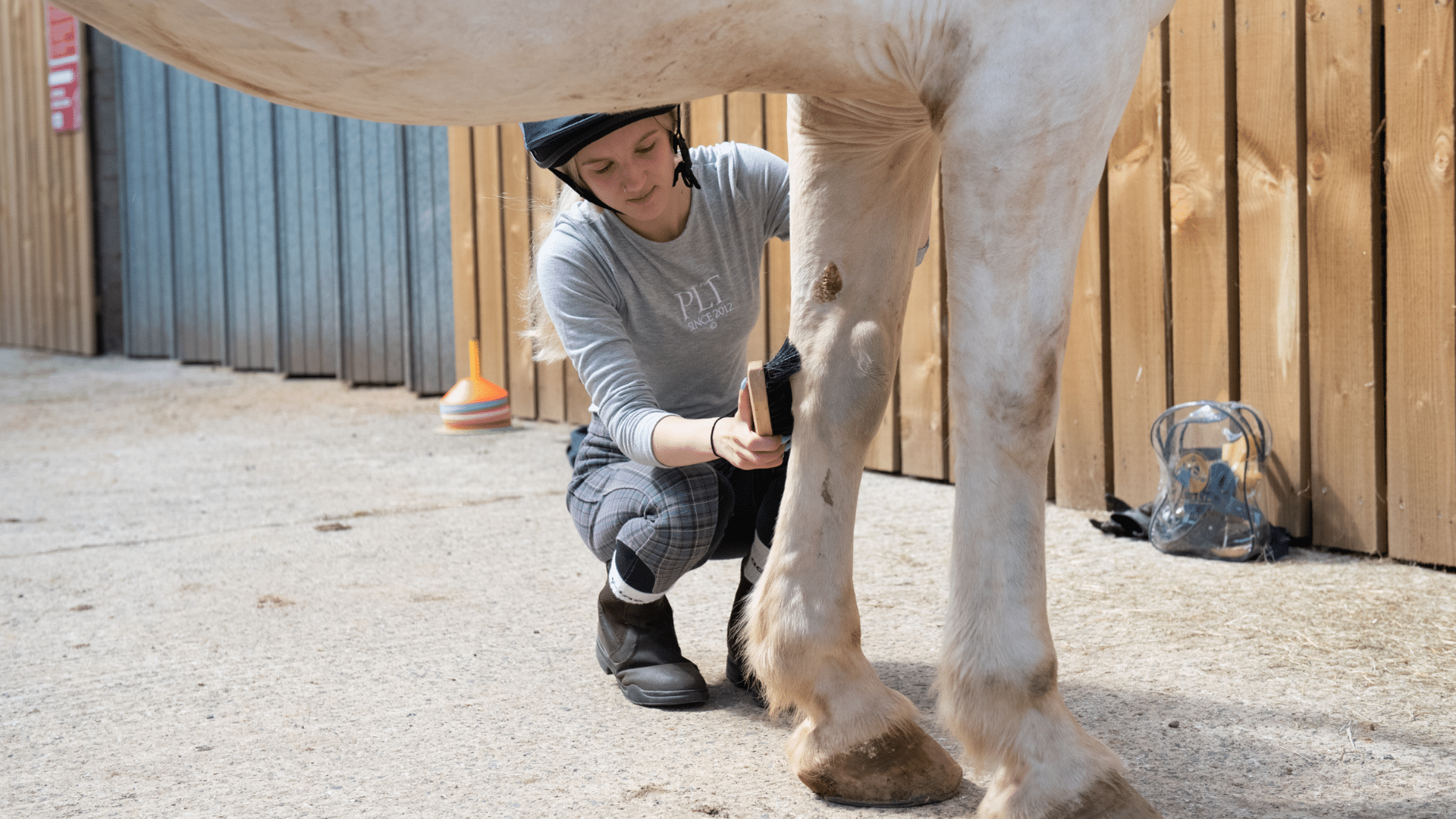Girl brushing a horses leg