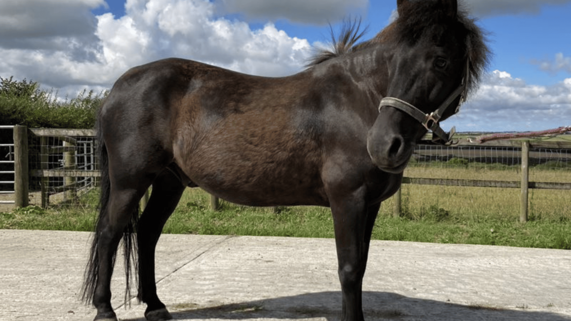 Black/ brown horse