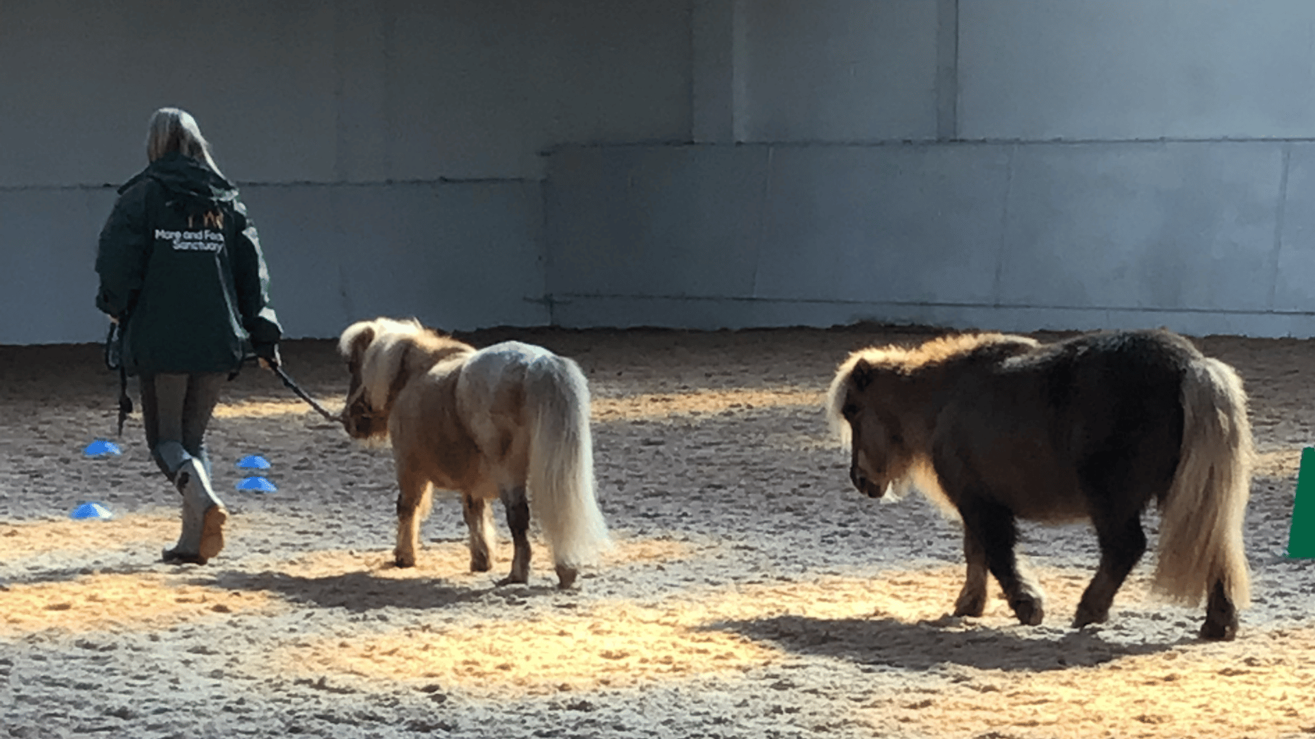 ponies with sanctuary staff