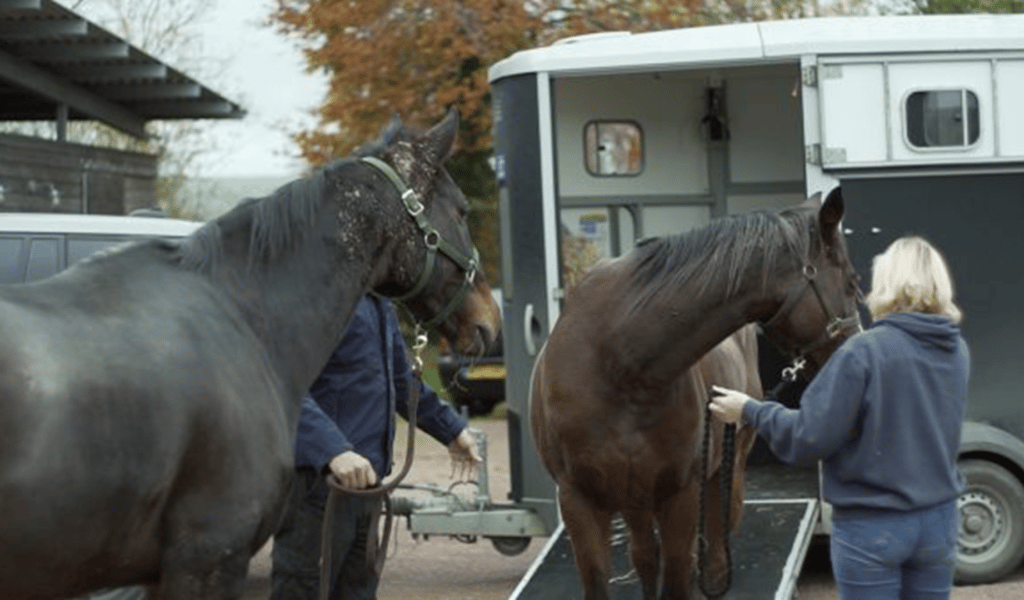 two horses arriving at the sanctuary