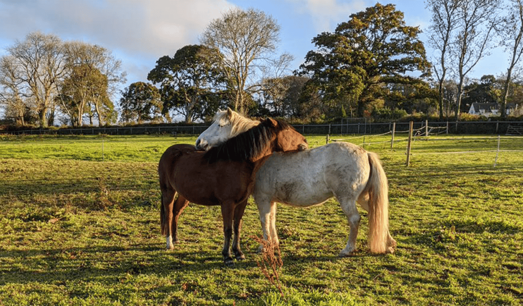 Two horses resting their head on each other