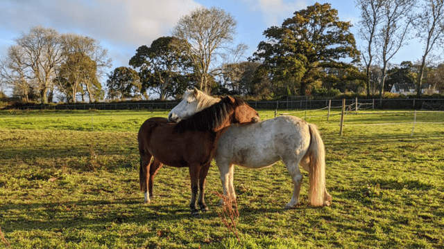 Two horses resting their head on each other