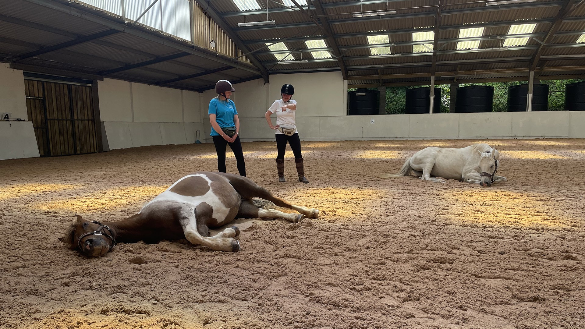 Two horses lounging on the floor with sanctuary workers behind them