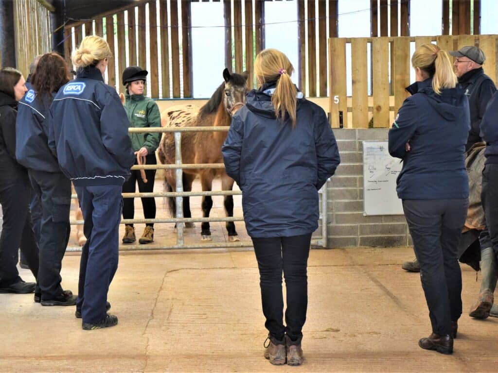 RSPCA and World Horse Welfare staff at the Mare and Foal Sanctuary