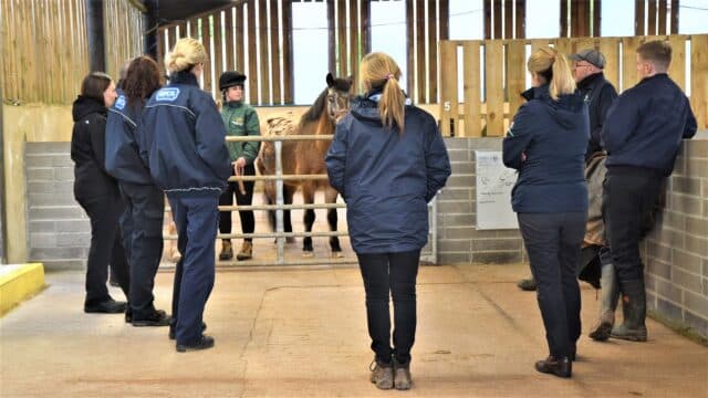 RSPCA and World Horse Welfare staff at the Mare and Foal Sanctuary