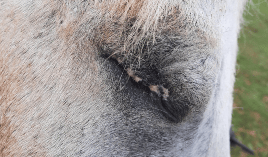 Closed eye of a pony that is painful