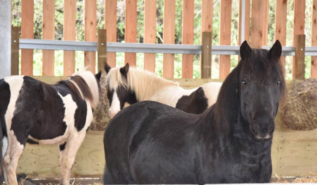 Ponies at the Yelverton Life Long Sanctuary