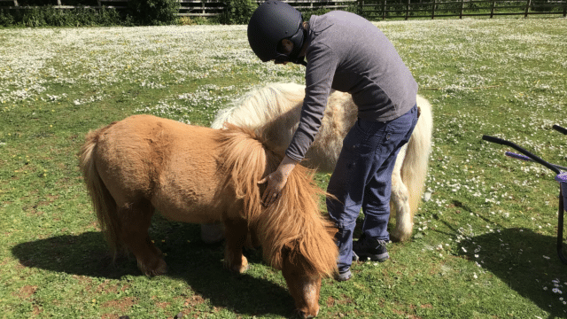 Person grooming two ponies in a field