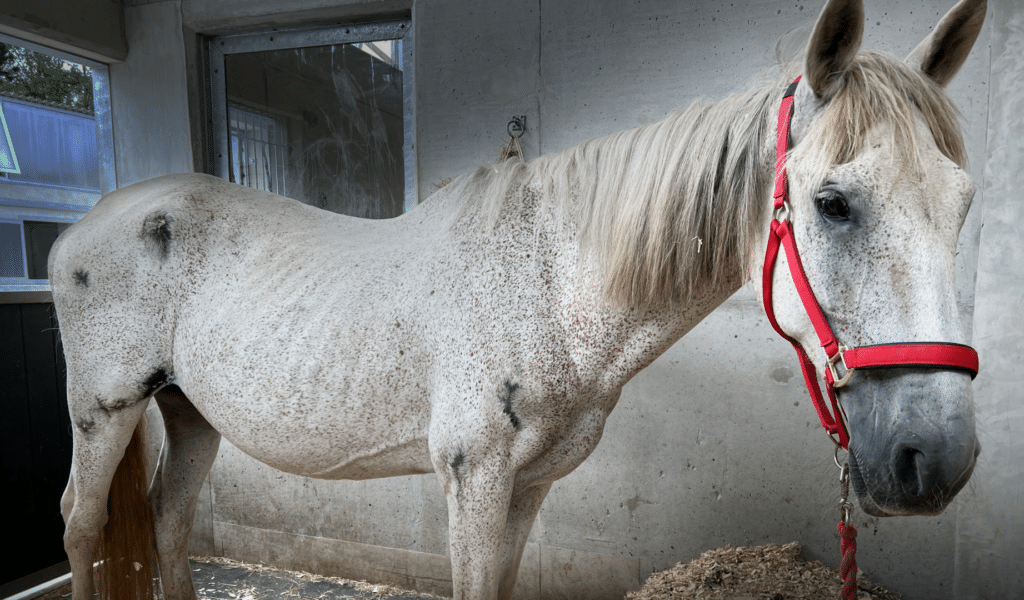 A malnourished Andalusian horse