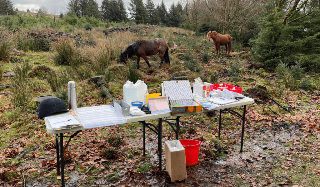 Horses being tested on Dartmoor for Strangles