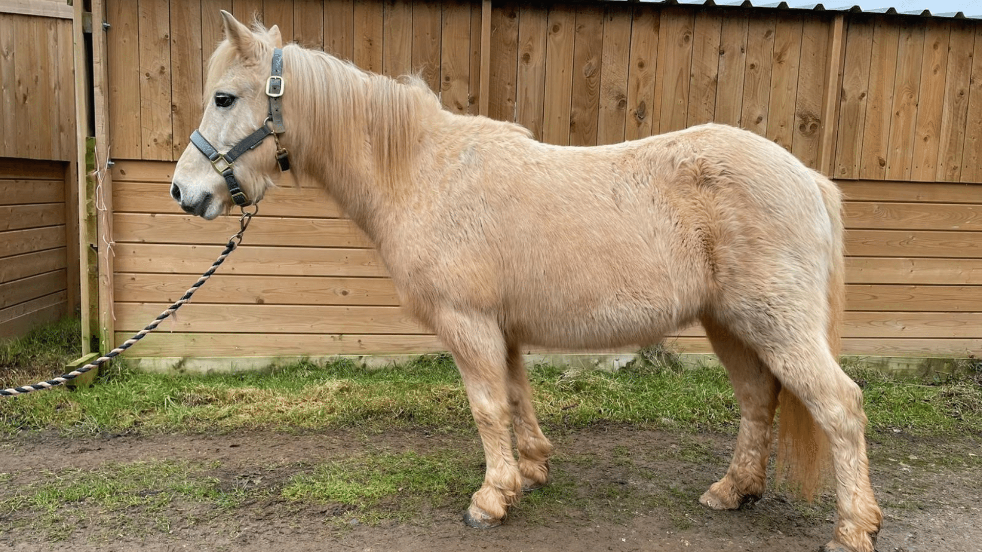 Grey pony