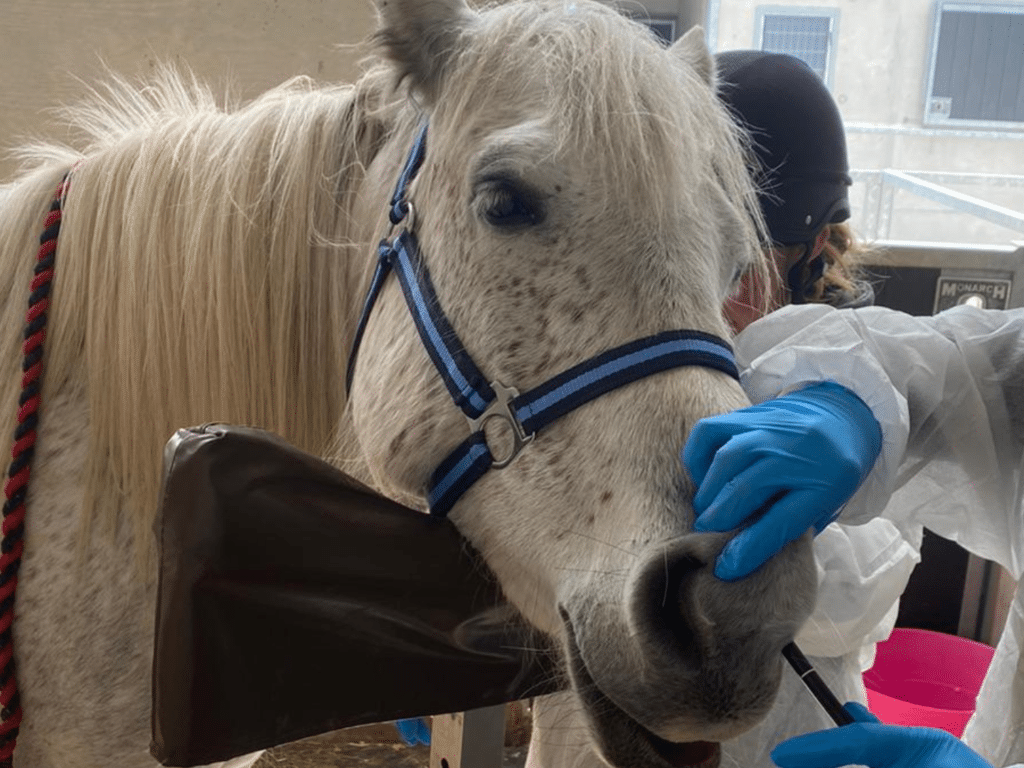 Horse having a guttural pouch wash