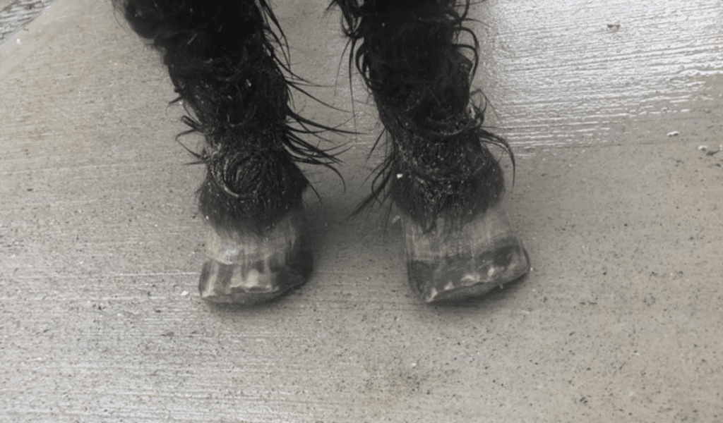 The feet of a black pony with Laminitis