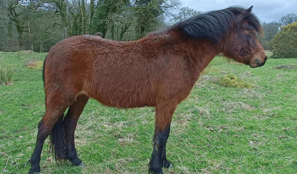 Brown pony on Dartmoor