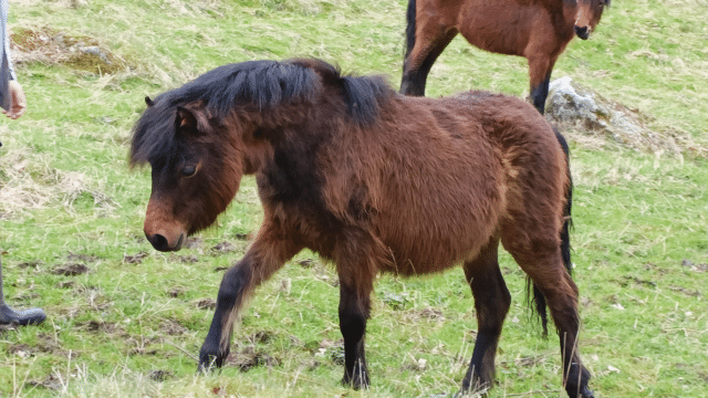 Pony on Dartmoor