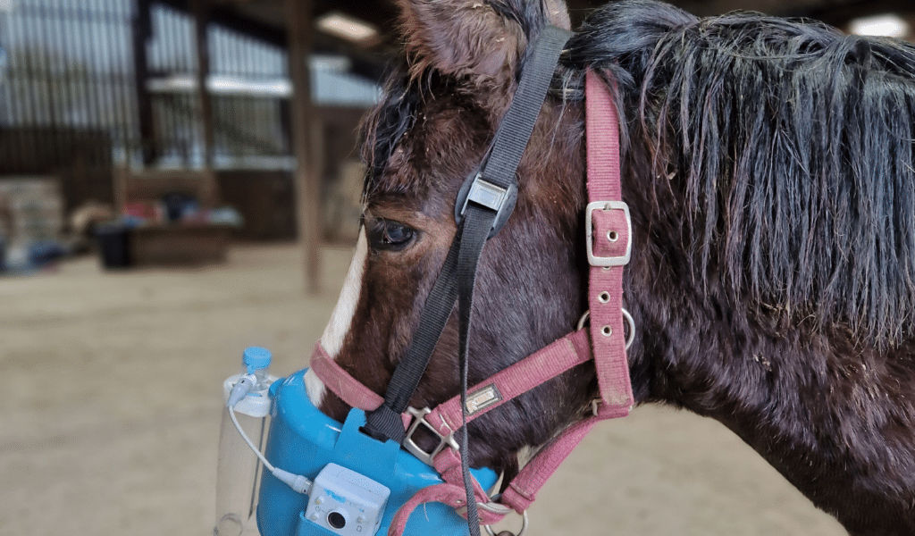 Pony wearing a nebuliser