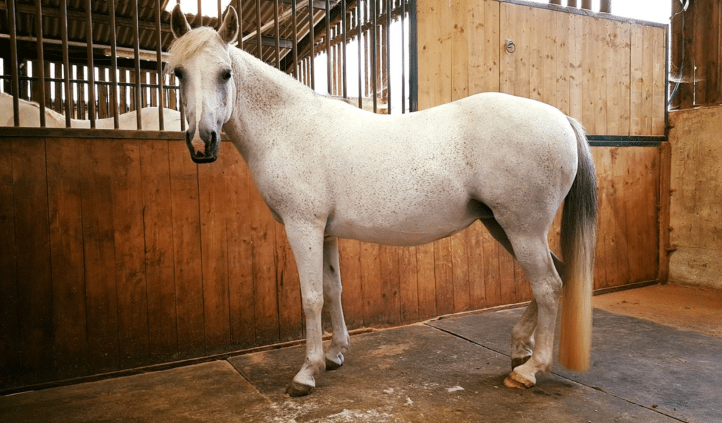 White pony in a wooden stable