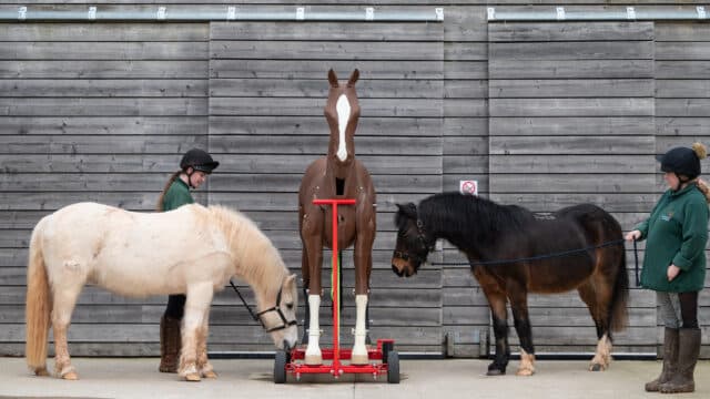 Two ponies with rescue horse mannequin