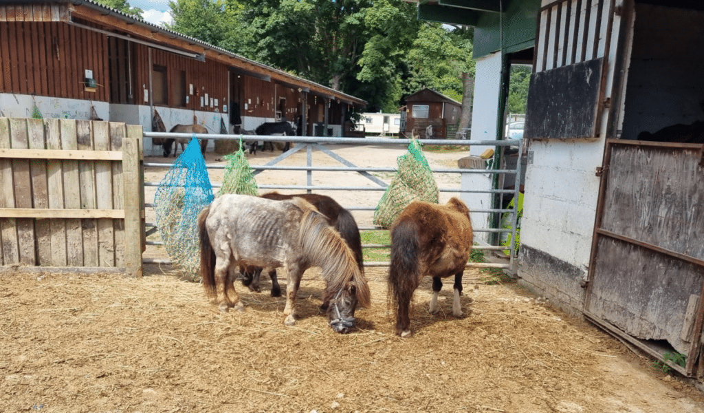 Three neglected ponies next to a stable